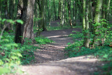 Path deep into the forest