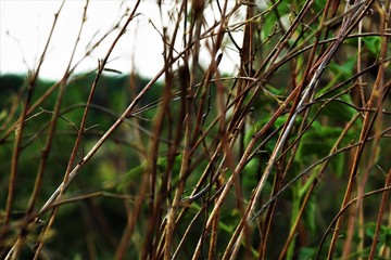 wet brown dry plant for background with focus with green plants as background