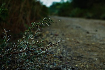 the  barbed or spiked plant closeup on the rough road