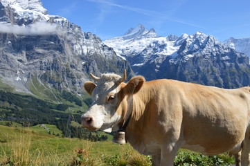 Fototapeta na wymiar Swiss cattle