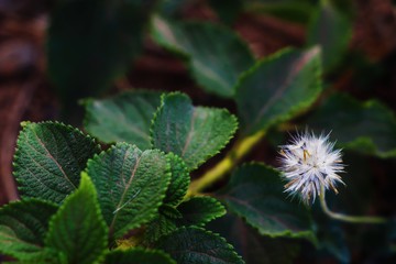 close up of dandelion plant with dark green leaves with space for text