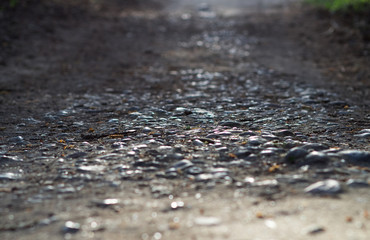 A path of pebbles into the forest