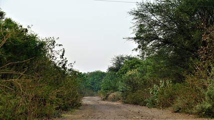 Fototapeta premium path in the woods