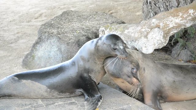 Two sea lions of Galapagos in mating rituals (Isabel island). Their moves looks like a dance