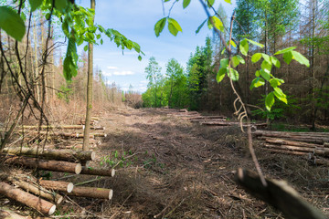 Forest area cleared after bark beetle infestation and drought