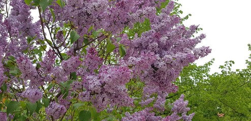 violetter Fliederbusch