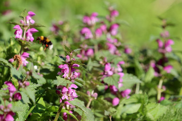 Dead-nettle blooming in a forest, Lamium purpureum. Spring purple flowers with leaves close up