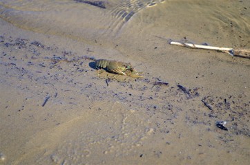 
Crayfish on the shore
