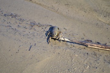 
Crayfish on the shore