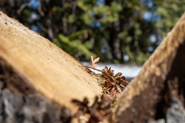 treesprig