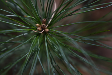 Naklejka na ściany i meble close up of a pine tree