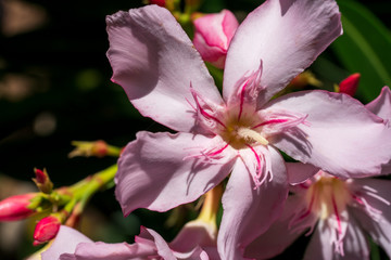 pink magnolia flowers closeup