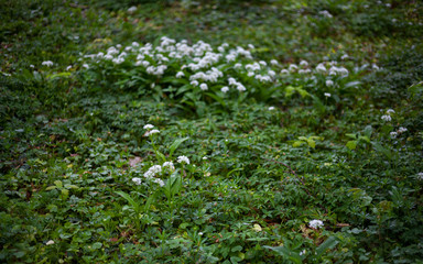 Blühender Bärlauch im Frühlingswald | Allium ursinum | flowering wild garlic / ramsons in spring...