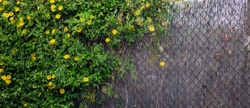flowers on fence