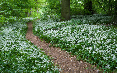 Waldweg durch blühenden Bärlauch im Frühlingswald | Allium ursinum | forest track through flowering wild garlic / ramsons in spring forest | Standort: Baden-Württemberg, Deutschland | Loc: Germany