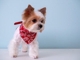 Cute puppy dog biewer Yorkshire terrier with red collar on blue background