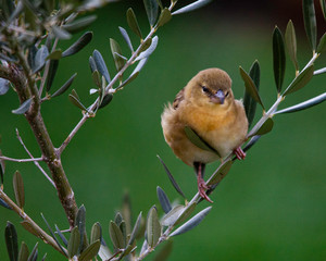 Yellow bird in olive tree