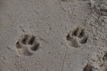 two dog prints in the sand