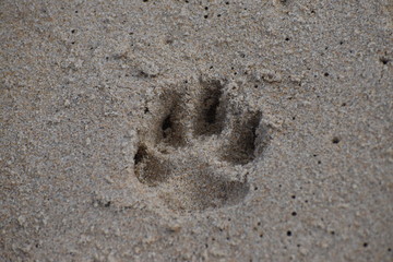 single paw print in the sand