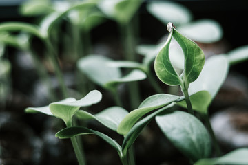Clapping Seedling bright filtered with other seedlings around it