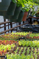 Vibrant green and red seedlings of salad in a greenhouse