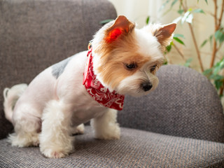 Cute puppy dog biewer Yorkshire terrier with red collar at home