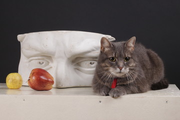 Cute Cat with Bust of Eyes and Fruit