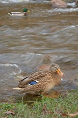 Duck by a River