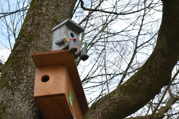 Birdhouse in Tree