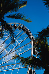 Miami Ferris Wheel