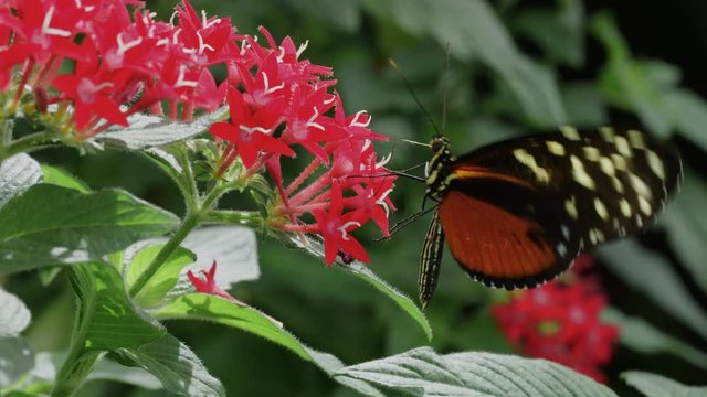Beautiful cethosia cyane butterfly drinks nectar from pink flower plant