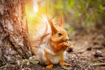 Naklejka na ściany i meble Red squirrel nibbles a nut in a pine forest. An animal in a natural habitat.