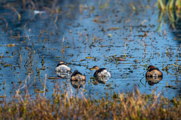 little grebe or Tachybaptus ruficollis family with chicks in scenery blue water background floating together in wetland of keoladeo national park or bharatpur bird sanctuary, rajasthan, india