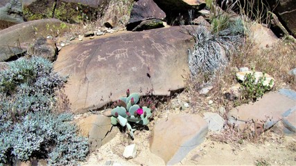 Cactus and petroglyphs in the desert