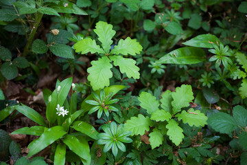Einjährige Eichen / junge Eichen / Eichenkeimlinge / Eichensämlinge | 1 year old oaks