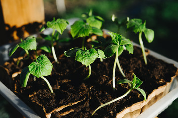 Seedlings of cucumber seeds. The shoots of cucumbers.