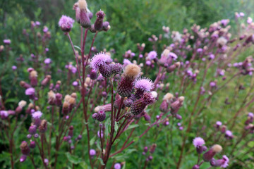 field overgrown with blooming purple flowers weeds Cirsium arvense