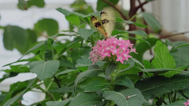 Malachite Butterfly drinks nectar from pink star flowers in biosphere