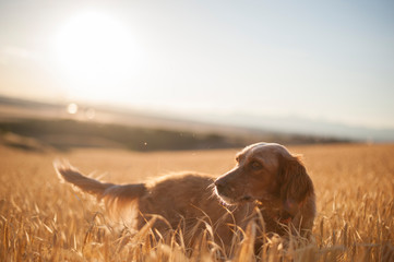 Setter en el campo
