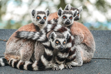 Kattafamilie beim Kuscheln
