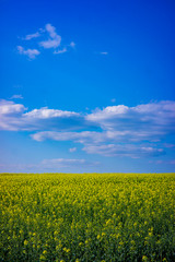 Fototapeta premium Rapeseed field on a sunny day with clear skies