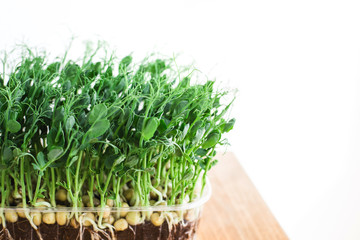 Micro peas close upon white background. Micro green superfood.