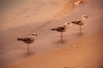 birds in the sand 
environmental pollution