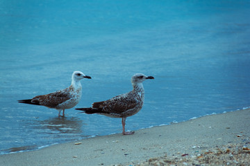 sea gull on the beach