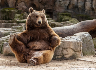 brown bear doing stretching with a paw