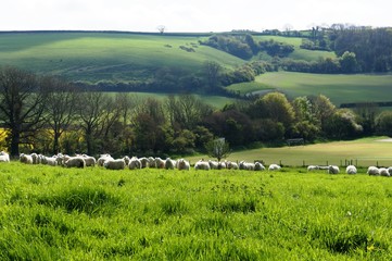 Fototapeta na wymiar Sheep England