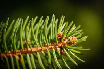 Norway spruce tree branch with green needles