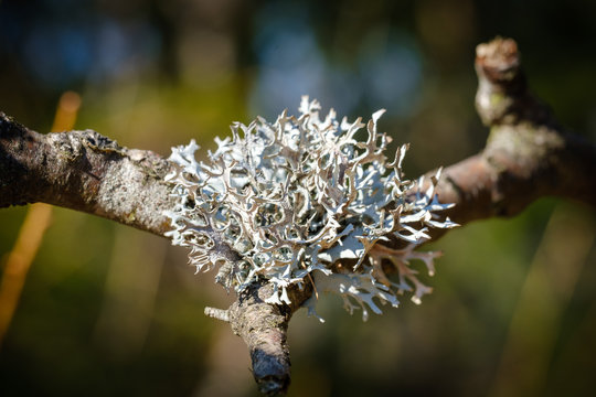 Silver Pseudevernia furfuracea tree moss lichen on a tree branch