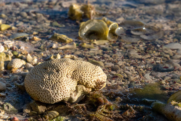 Beach coral