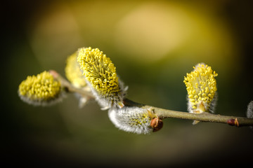 Tree branch with catkins in spring